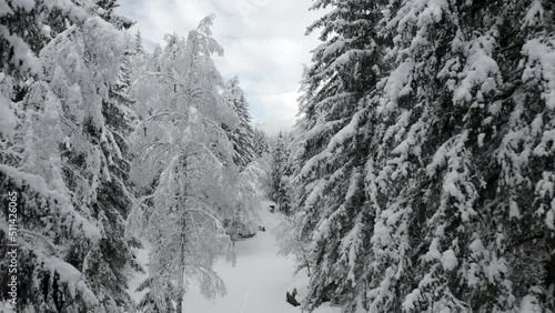 Wallpaper Mural Aerial shot through a pine tree forest during winter Torontodigital.ca