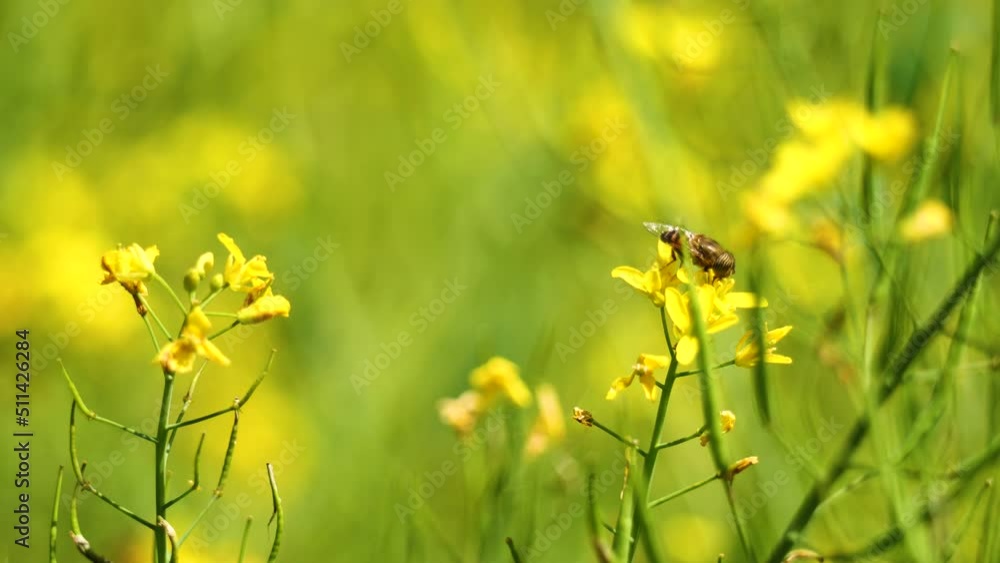 Bee and thor fighting for the same yellow flower. Bee and thor fighting for the same yellow flower.