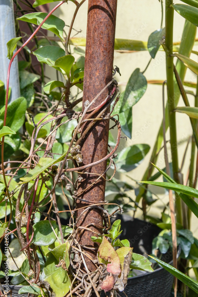 binahong plant, Basell-potatoes, piahong, Madeira vine (Anredera cordifolia) wrapped around a rusty iron rod