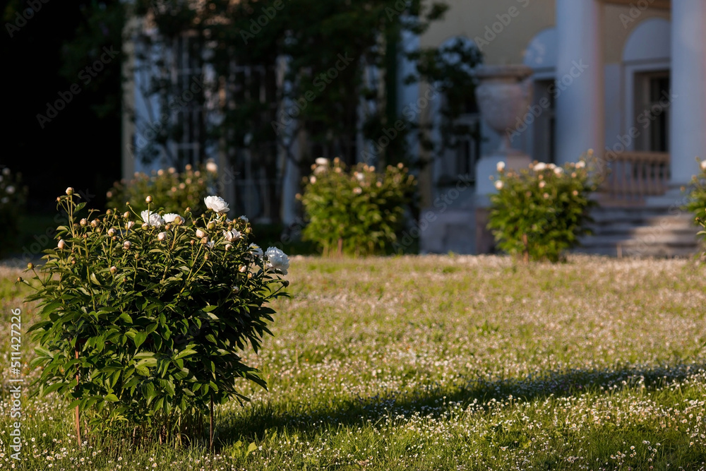 Naklejka premium Banner. Delicate white peonies bloom in the park. Flowers at sunset. Radiance from the sun. Close-up. Beautiful bokeh in the background.