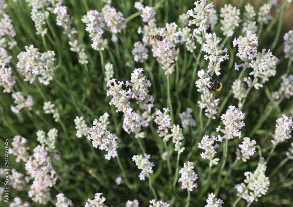 Fflowered spikes of fragrant white lavender of the company that produces essential oils for aromatherapy Fflowered spikes of fragrant white lavender of the company that produces essential oils for aromatherapy