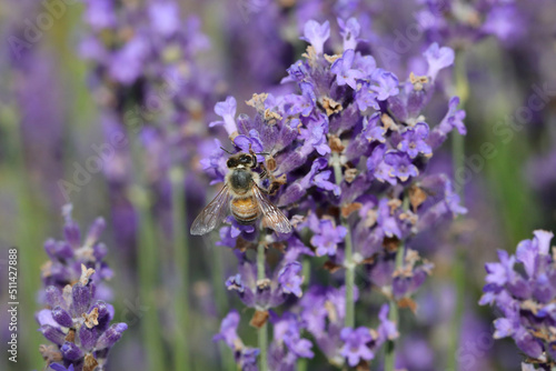 Bee on the lavender flowers to suck out the sweet nectar in summer