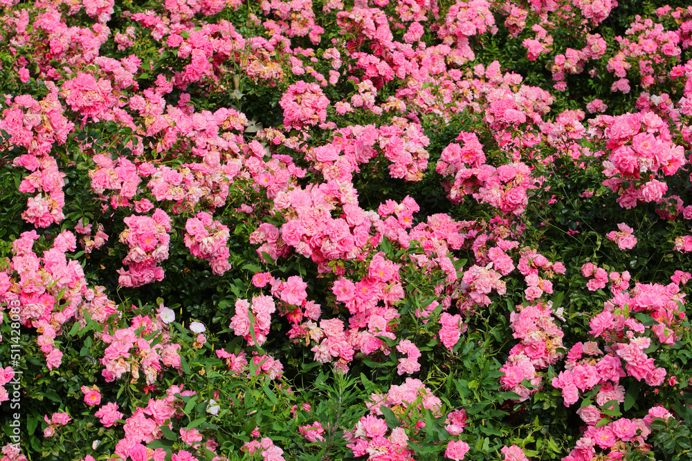 Background of Roses flowers in spring