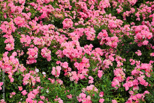 Background of Roses flowers in spring