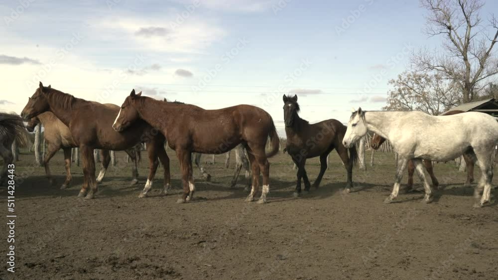 Wild horses running free Wild horses running free