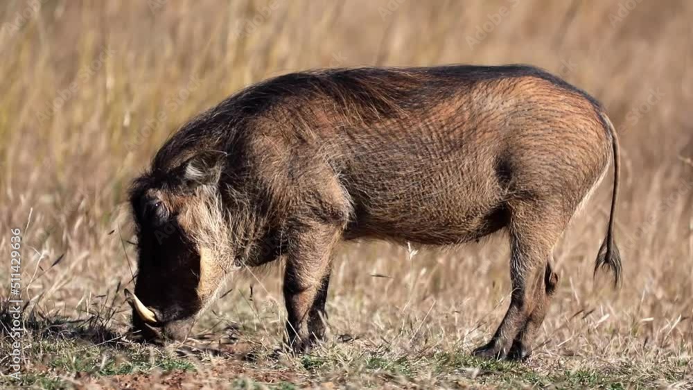Pumba, a Warthog feeding in the African savannah of the Pilanesberg National Park in South Africa, is one of the most desirable herbivorous animals to see on safari. Pumba, a Warthog feeding in the African savannah of the Pilanesberg National Park in South Africa, is one of the most desirable herbivorous animals to see on safari.