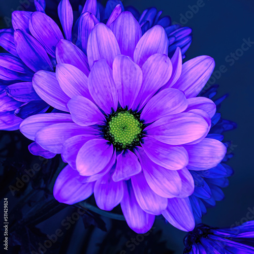 Daisies lit up with a blue light