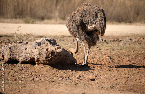 Canvastavla Ostrich living in the wildlife of the African savannah of South Africa, is one of the fastest herbivorous animals in Africa