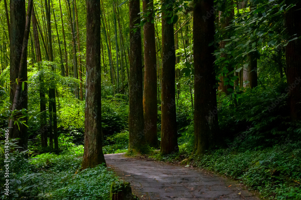Fototapeta premium Taiwan, Xitou, forest, protected area, forest trail