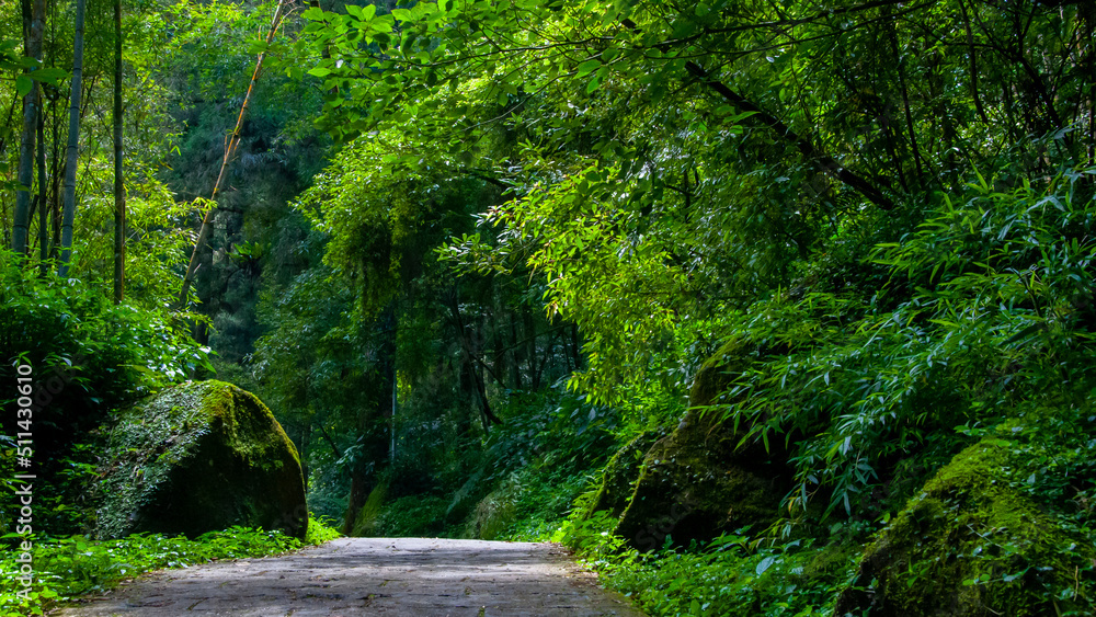 Obraz premium Taiwan, Xitou, forest, protected area, forest trail