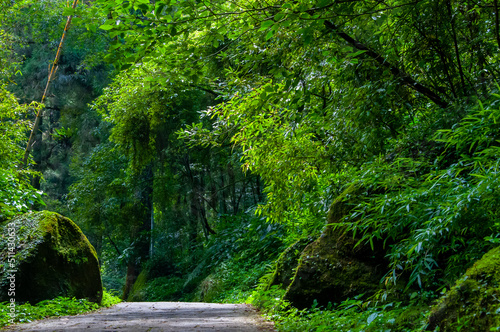 Fototapeta Naklejka Na Ścianę i Meble -  Taiwan, Xitou, forest, protected area, forest trail