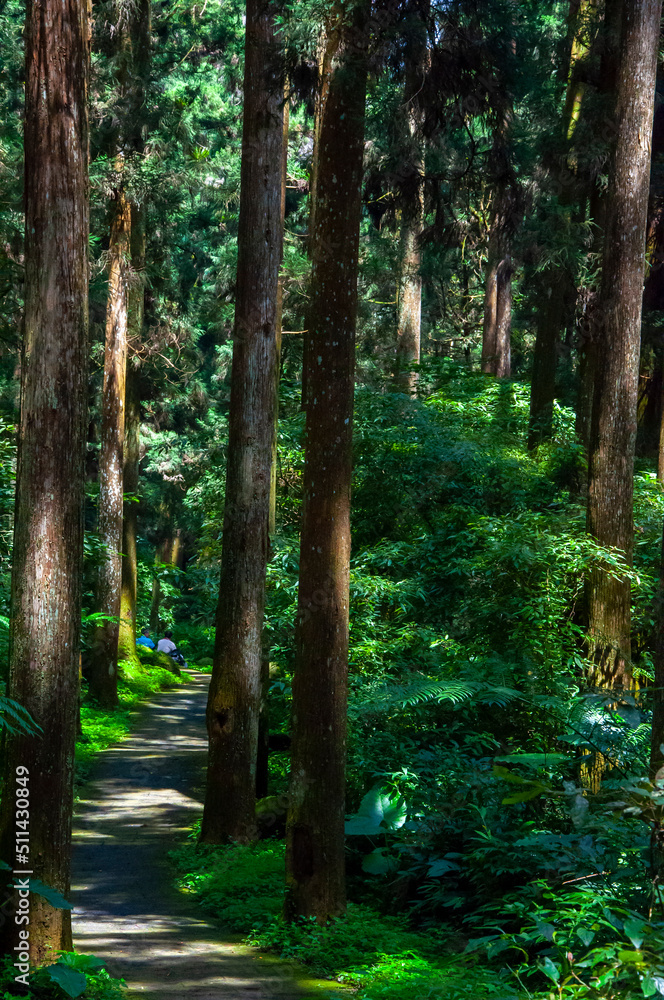 Fototapeta premium Taiwan, Xitou, forest, protected area, forest trail