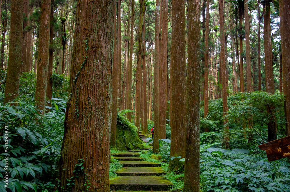 Obraz premium Taiwan, Xitou, forest, protected area, forest trail