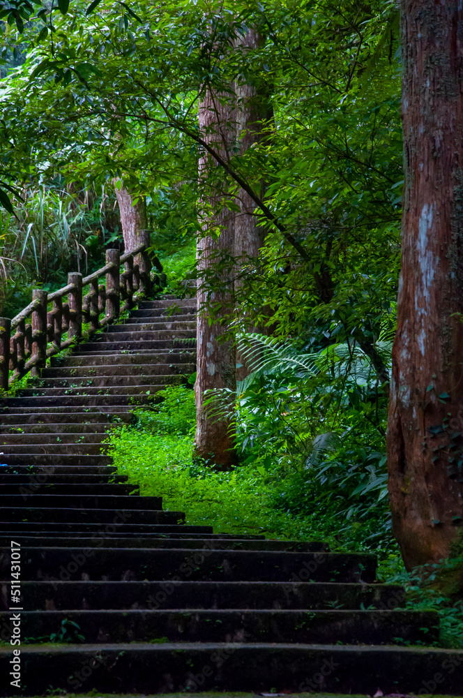 Obraz premium Taiwan, Xitou, forest, protected area, forest trail