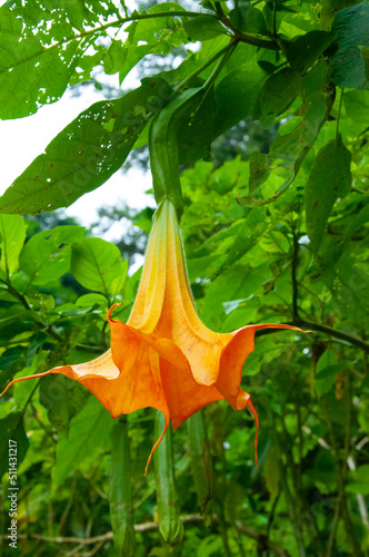 drug, plant, datura flower, medicine, poison, flower