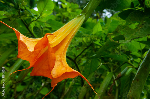 drug, plant, datura flower, medicine, poison, flower