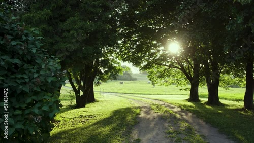Walking from park to the meadow at golden hour time.