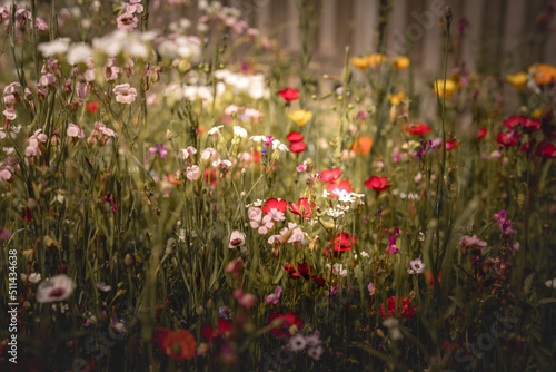 Sommerlandschaft mit vielen schönen Blumen. Mehrfarbige blühende Sommerwiese mit rosafarbenen Mohnblumen, blauen Kornblumen. Wildes Blumenfeld.