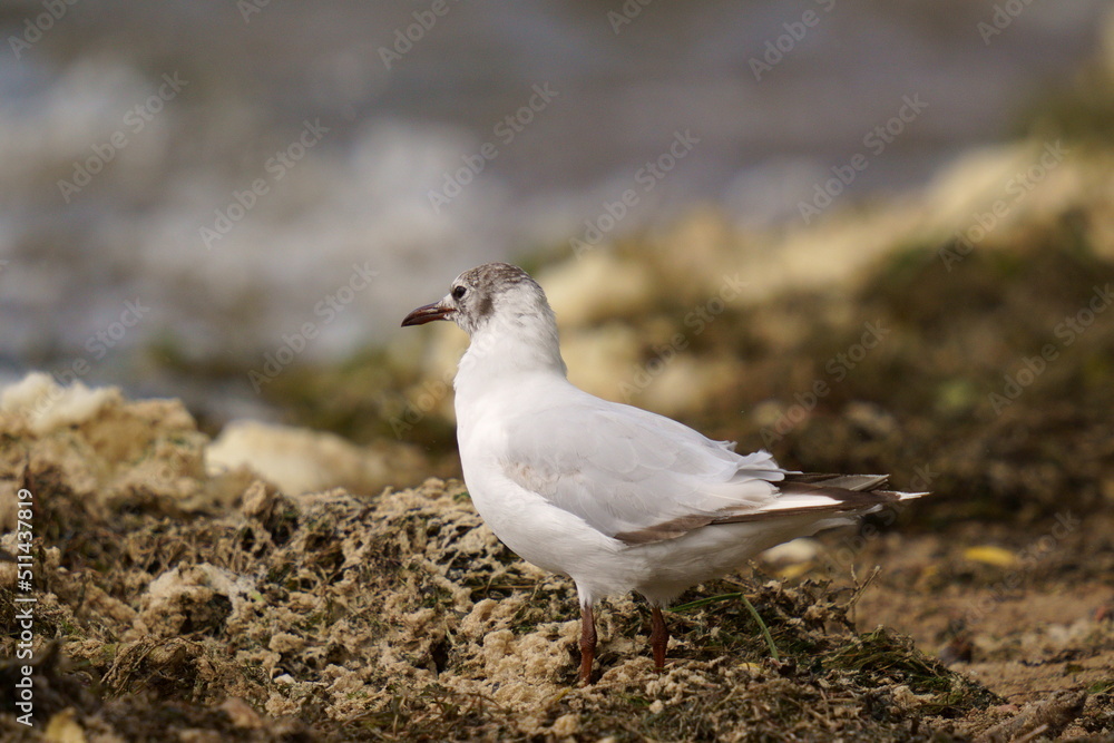 A seagull stands on the shore of a pond. The black-headed gull (Chroicocephalus ridibundus) is a small gull that breeds in much of the Palearctic including Europe and also in coastal eastern Canada. A seagull stands on the shore of a pond. The black-headed gull (Chroicocephalus ridibundus) is a small gull that breeds in much of the Palearctic including Europe and also in coastal eastern Canada.
