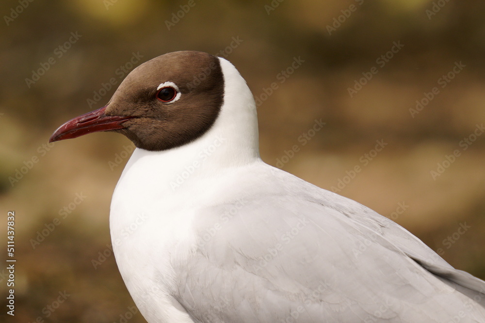 The black-headed gull (Chroicocephalus ridibundus) is a small gull that breeds in much of the Palearctic including Europe and also in coastal eastern Canada. The black-headed gull (Chroicocephalus ridibundus) is a small gull that breeds in much of the Palearctic including Europe and also in coastal eastern Canada.