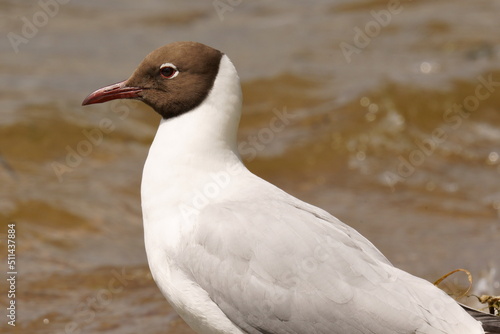 A seagull stands on the shore of a pond. The black-headed gull (Chroicocephalus ridibundus) is a small gull that breeds in much of the Palearctic including Europe and also in coastal eastern Canada.