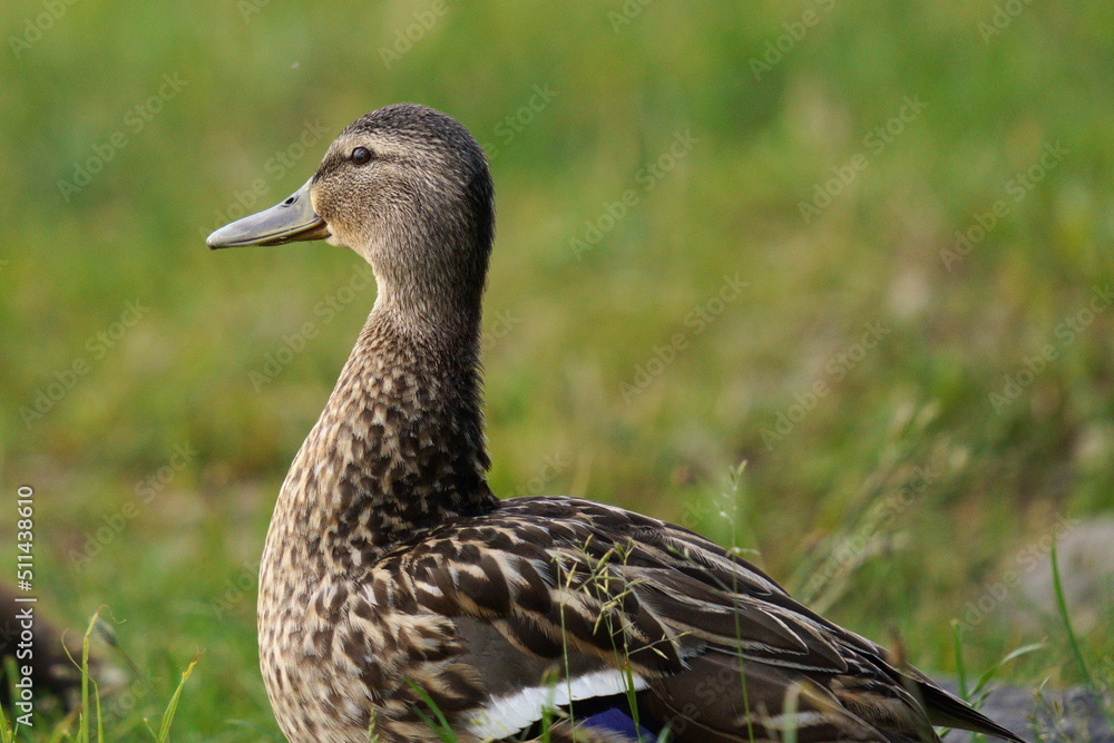 The duck is resting in the green grass The duck is resting in the green grass
