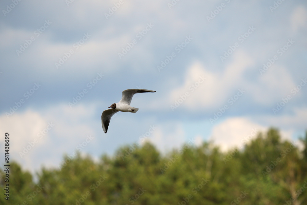 Bird in flight. The black-headed gull (Chroicocephalus ridibundus) is a small gull that breeds in much of the Palearctic including Europe and also in coastal eastern Canada. Bird in flight. The black-headed gull (Chroicocephalus ridibundus) is a small gull that breeds in much of the Palearctic including Europe and also in coastal eastern Canada.
