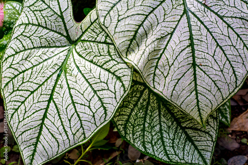 White caladiums (Angel Wings) with red veins and green margins.Bon White leaves