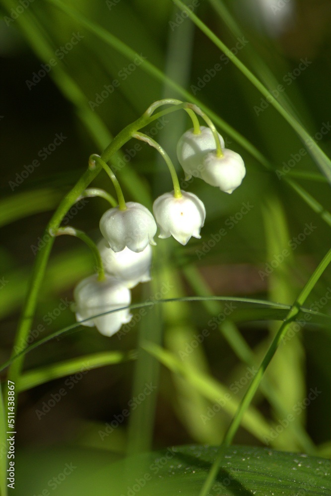 white flower with drops white flower with drops