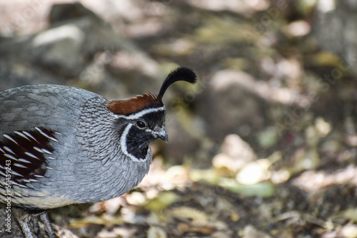 quail on the ground