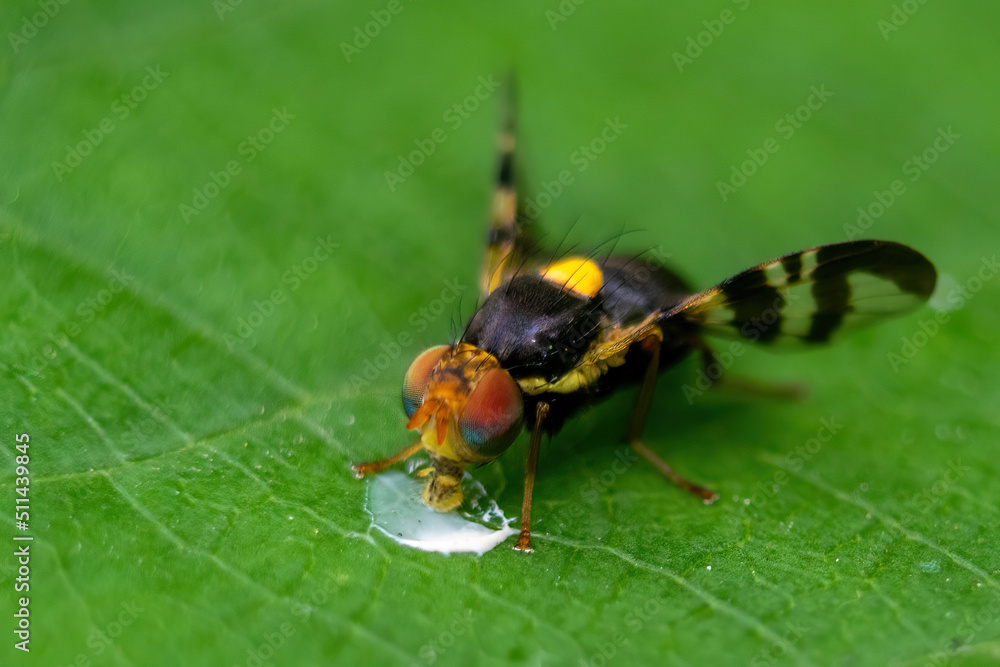 macro of a bug on a leaf macro of a bug on a leaf