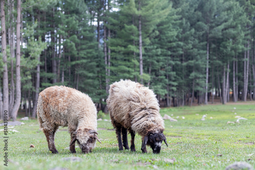 Herd of sheep on beautiful mountain meadow in Kumrat valley Herd of sheep on beautiful mountain meadow in Kumrat valley