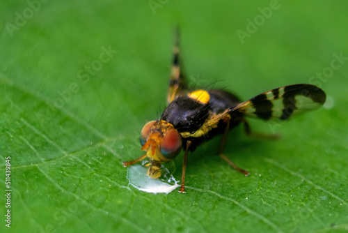 macro of a bug on a leaf © Attila