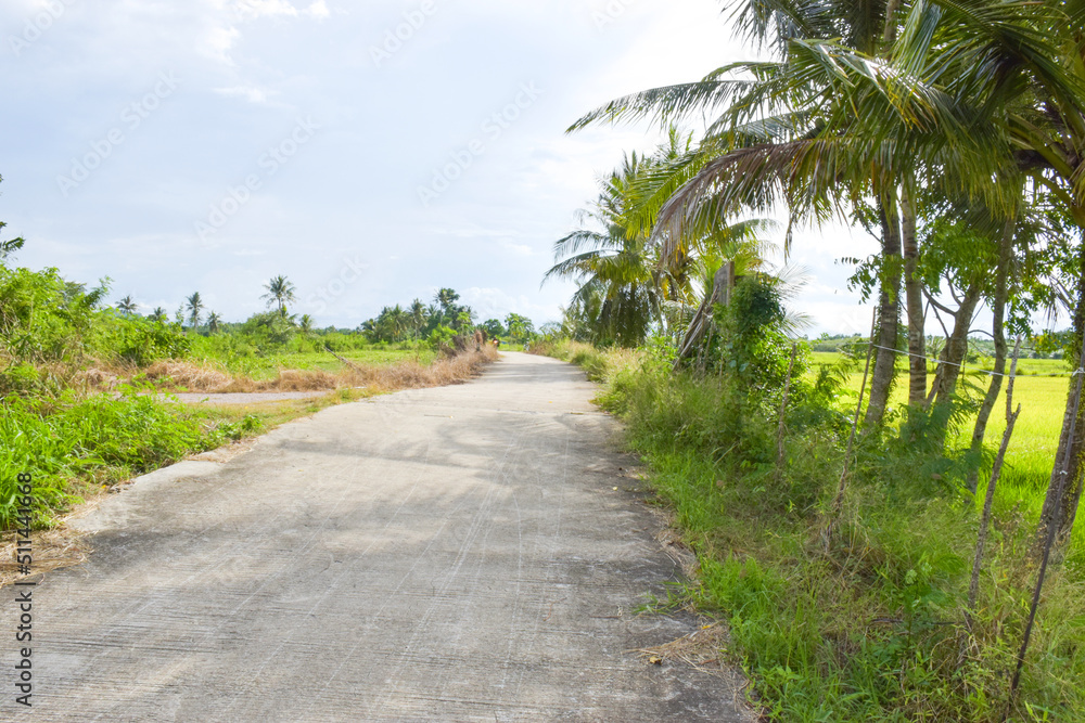 Country road in a rural rice field in southern Thailand