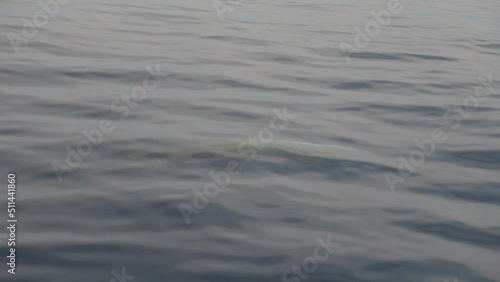 Cuvier Beaked Whale underwater near sea surface while breathing photo