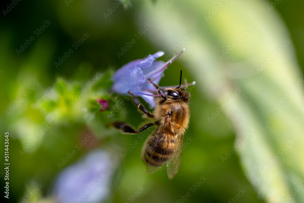 Macro close up of a bee pollenating a flower. Macro close up of a bee pollenating a flower.