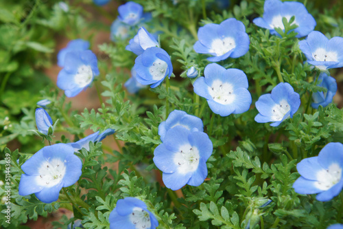 ネモフィラの花