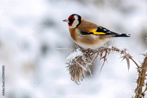 a goldfinch sits on a snowy thistle and looks for food
