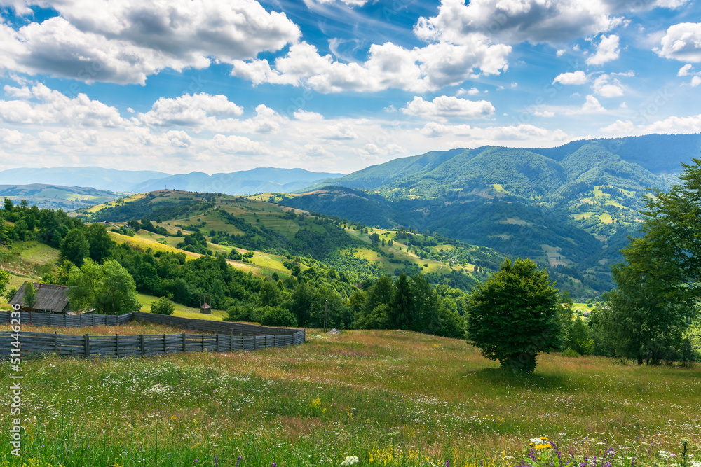 carpathian rural landscape at high noon in summer. herbs and grass on the pasture. forested hills rolling in to the distant mountain ridge. nature in green and blue. fluffy clouds on a sunny day
