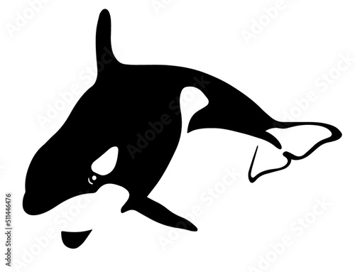vector killer whale silhouette isolated on white