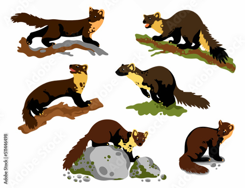 Graphic collection of pine martens  photo