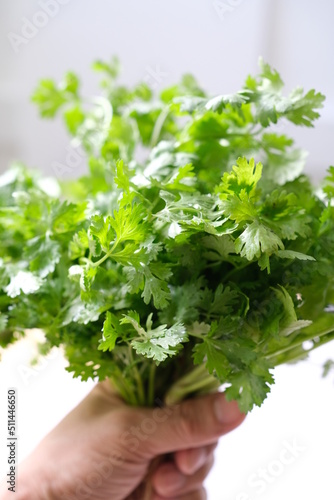 coriander