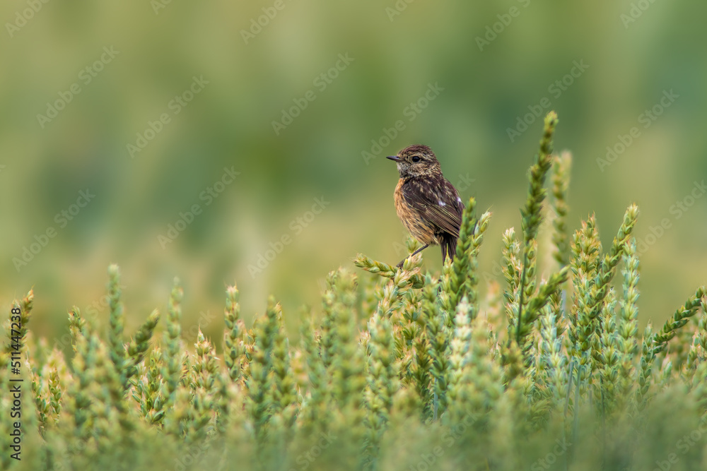 a female stonechat sits on a wheat ear and looks for food a female stonechat sits on a wheat ear and looks for food
