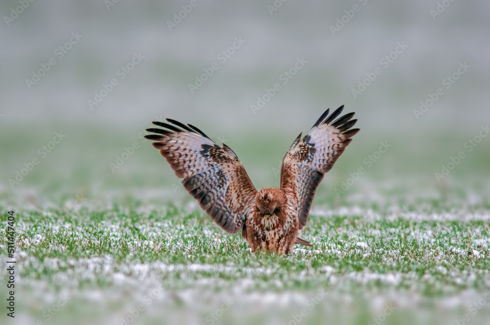 Obraz premium a Buzzard sits on a snowy winter field