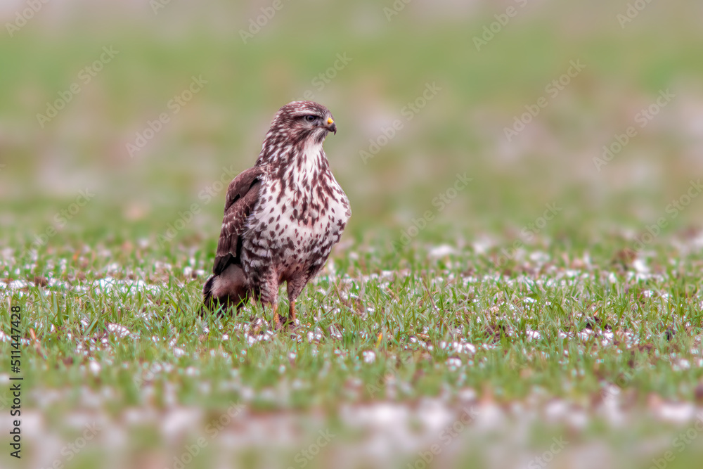 a Buzzard sits on a snowy winter field a Buzzard sits on a snowy winter field
