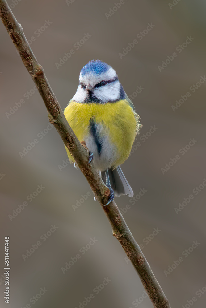 Obraz premium a blue tit sits on a branch
