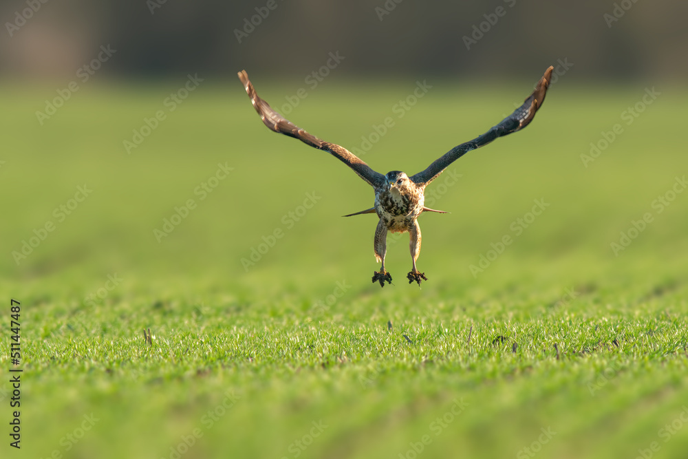 a buzzard flies over a green field a buzzard flies over a green field