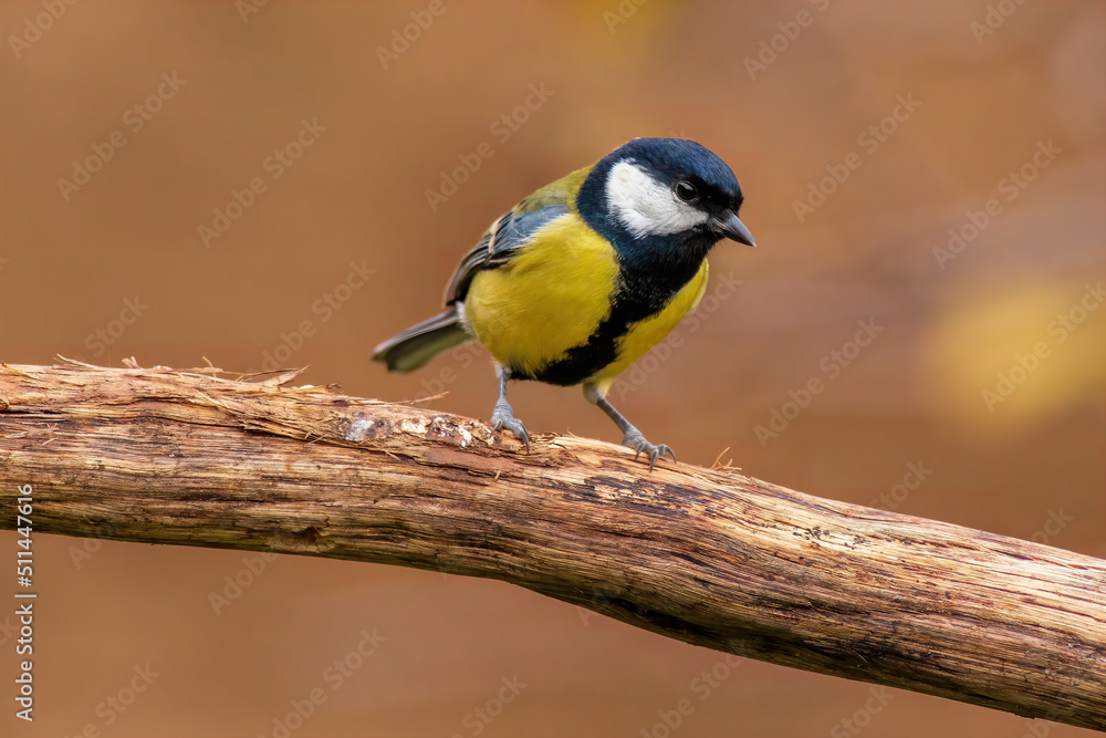 Obraz premium a great tit sits on a branch