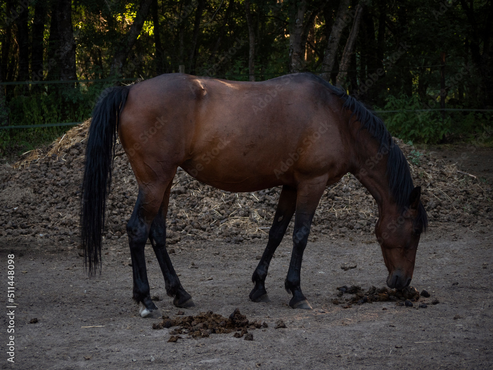 Cheatnut mare smelling the poop of another horse, and huge pile og