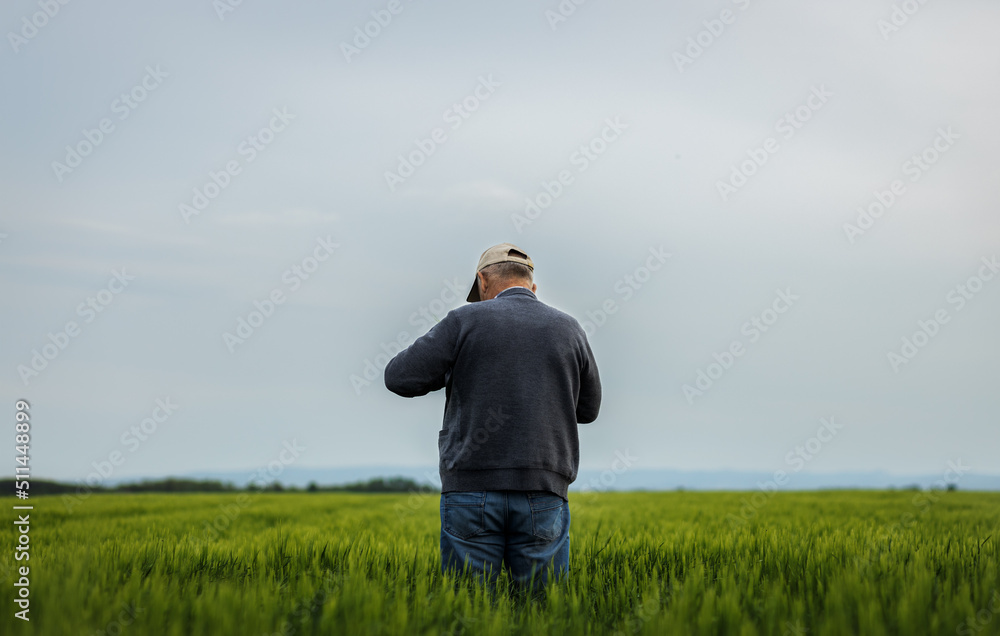 Rear view of senior farmer standing in barley field examining crop. Rear view of senior farmer standing in barley field examining crop.